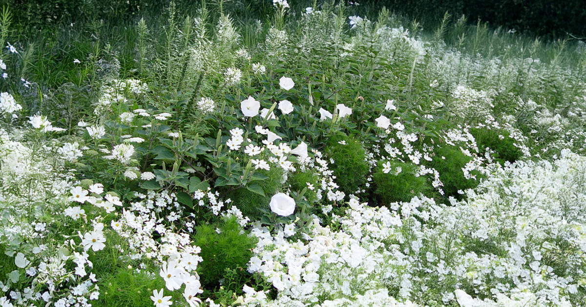 Moon Gardens: How to Create a Dreamy Nighttime Blooming Garden