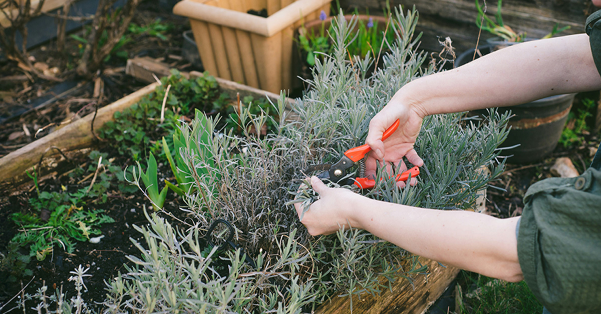 Herb Gardening for Beginners: Fresh Flavors at Your Fingertips