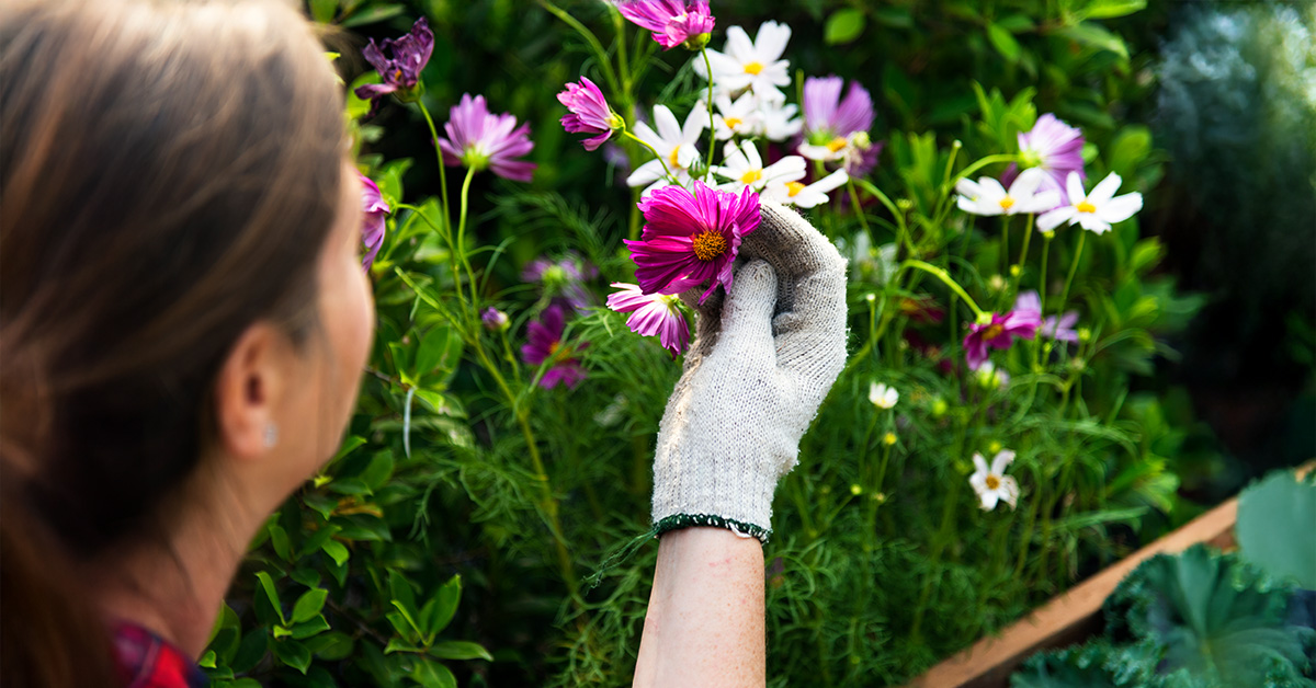 Creating a Pollinator-Friendly Garden for Bees & Butterflies