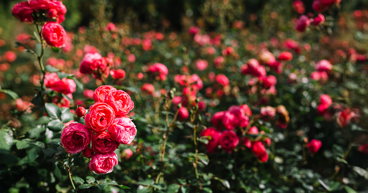 How to Keep Your Roses Blooming All Summer Long