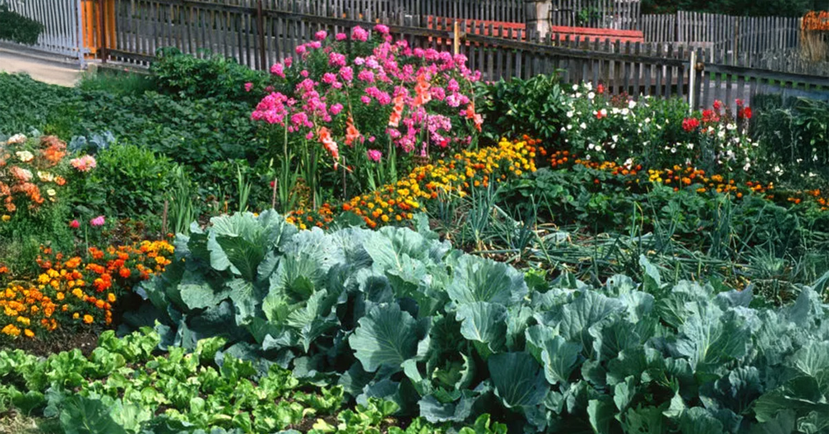 Companion Planting Guide: What to Plant Together for a Thriving Garden