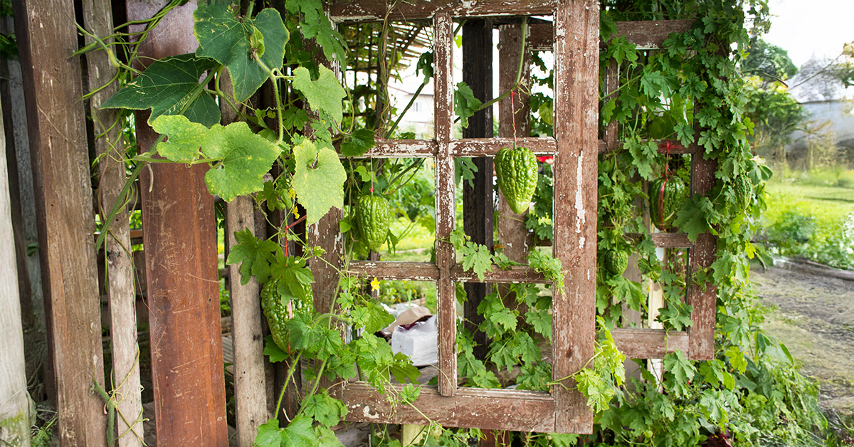 How to Make a Vintage Garden Trellis from Old Window Frames