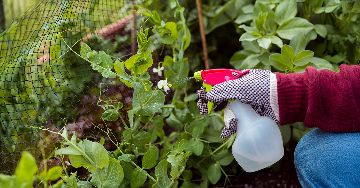 Natural Ways to Keep Pests Out of Your Garden