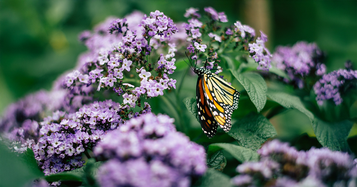 The Ultimate Guide to Creating a Butterfly Garden