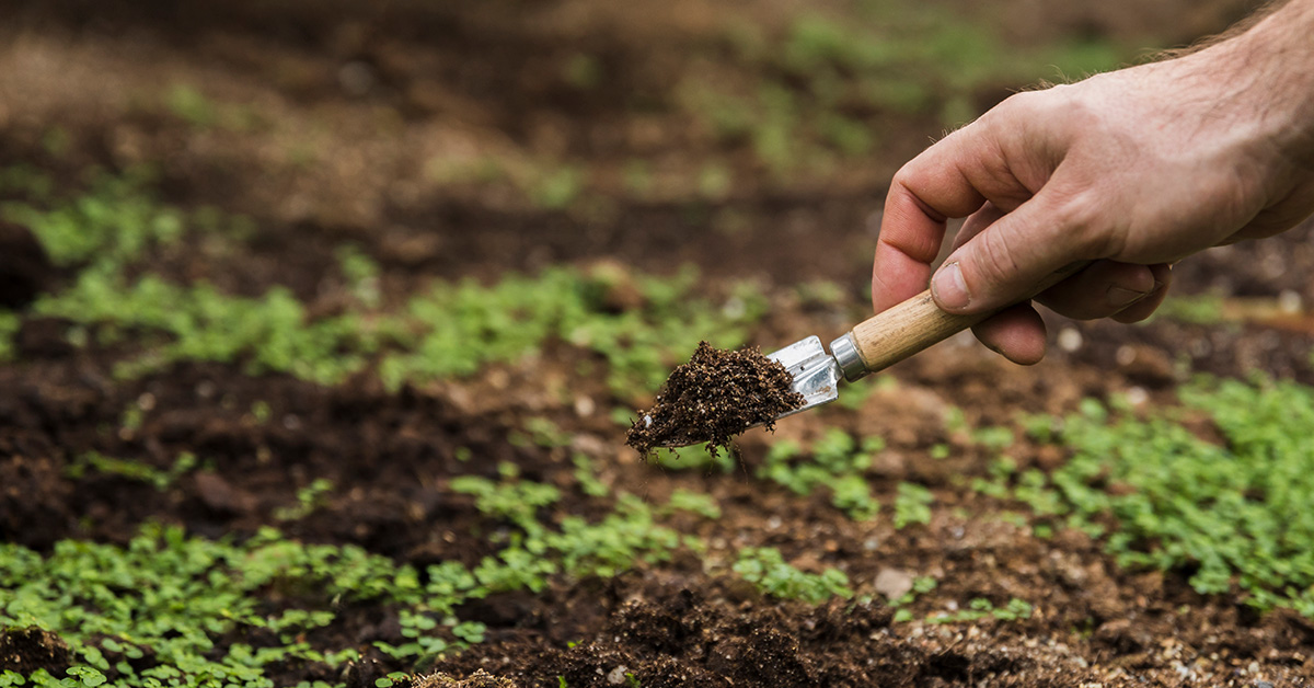 How to Improve Your Soil for a Healthier Garden