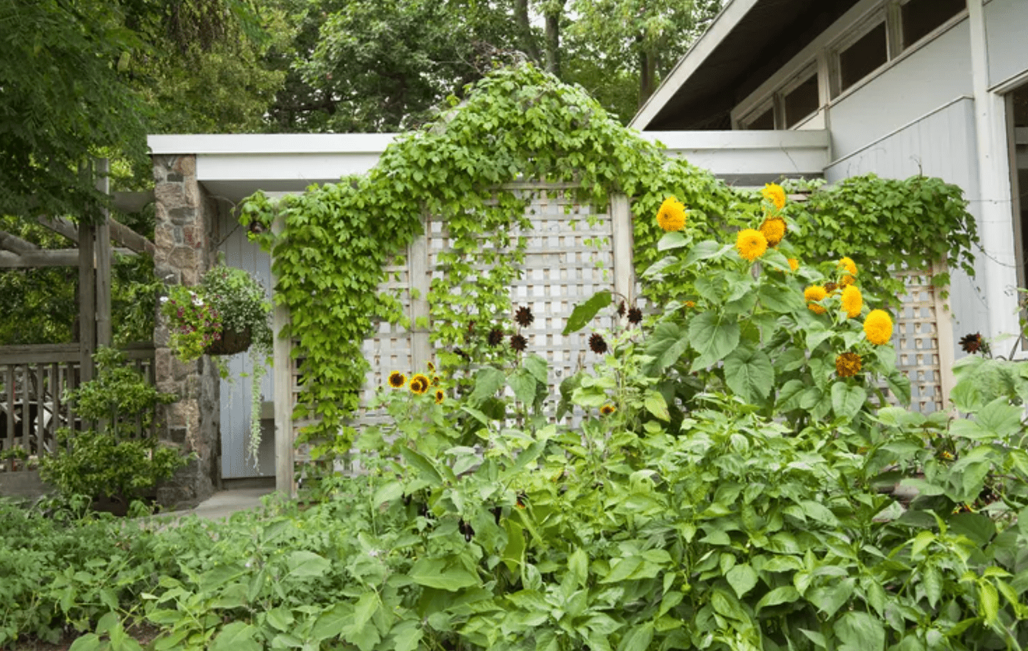 25 Creative Trellis Ideas for Your Garden: DIY Inspiration from The Rusted Garden Homestead