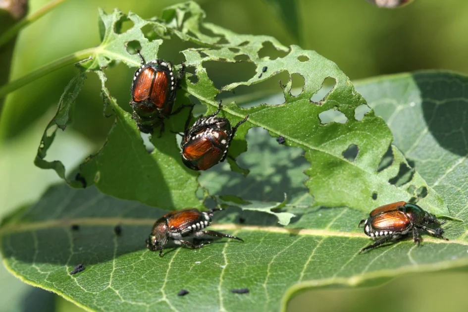 How to Get Rid of Garden Pests Naturally Before Spring Starts