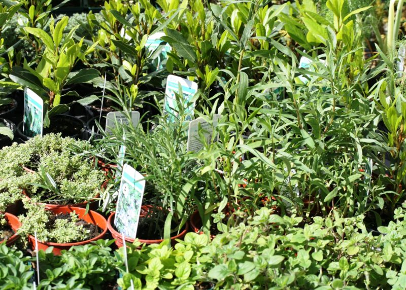 How to Grow a Medicinal Herb Garden for Natural Remedies