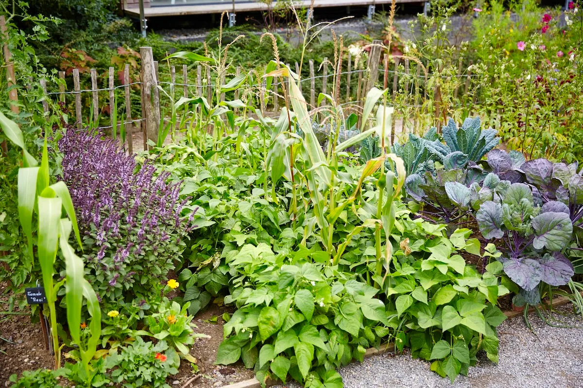 What to Grow Together for a Thriving Garden