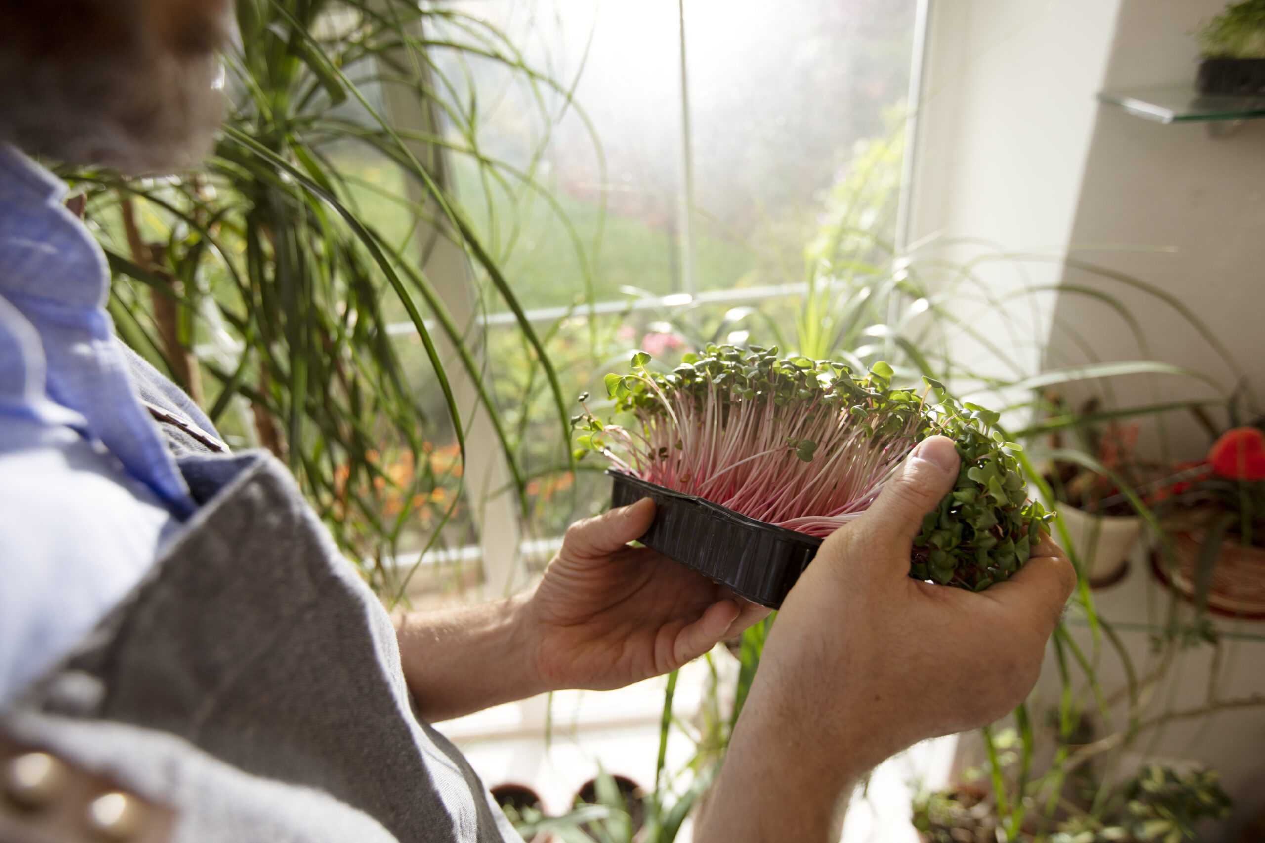 Starting Seeds Indoors: A Beginner’s Guide to Strong, Healthy Plants