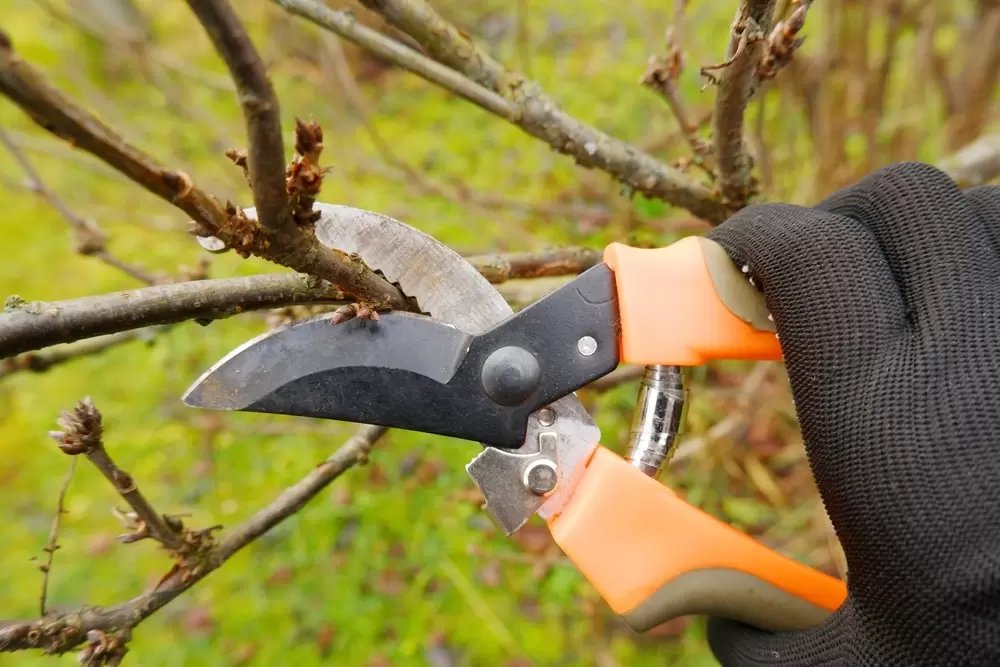 The Ultimate Guide to Pruning Trees & Shrubs in Early Spring