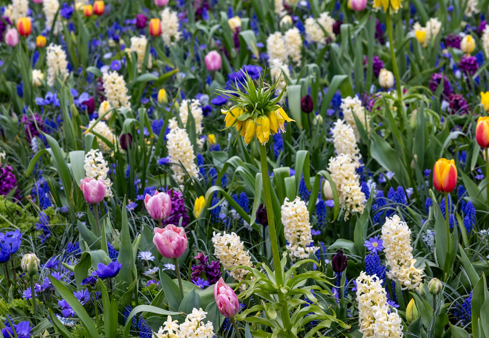 How to Grow Tulips, Daffodils & Hyacinths for a Stunning Spring Display